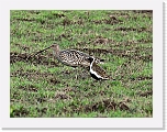 kuovi ja kapustarinta Curlww and Golden Plover 7502 * 1472 x 1112 * (1.64MB)